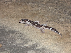 Eublepharis satpuraensis