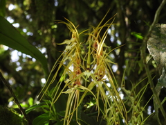 Brassia