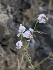 Streptanthus glandulosus secundus