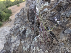 Streptanthus glandulosus secundus