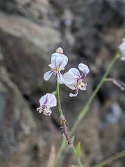 Streptanthus glandulosus secundus