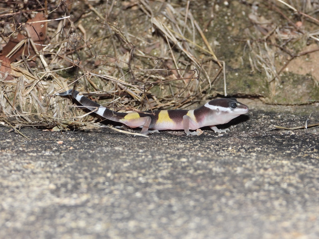 Satpura Eyelid Gecko
