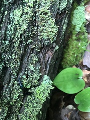 Philonthus caeruleipennis