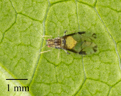 Sarucallis kahawaluokalani