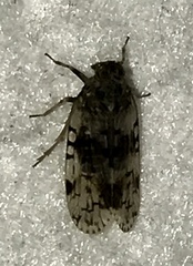 Melanoliarus placitus