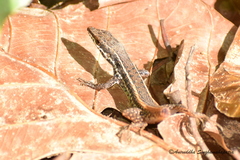 Ophisops nictans