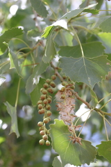 Populus deltoides wislizenii