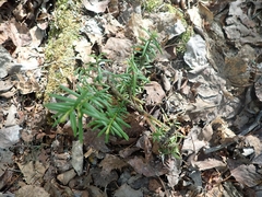Taxus canadensis