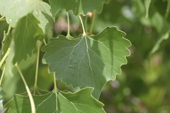 Populus deltoides wislizenii