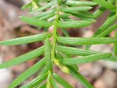 Taxus canadensis