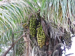 Cocoseae