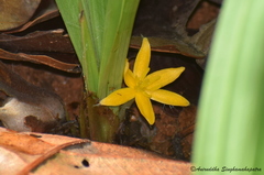 Curculigo orchioides