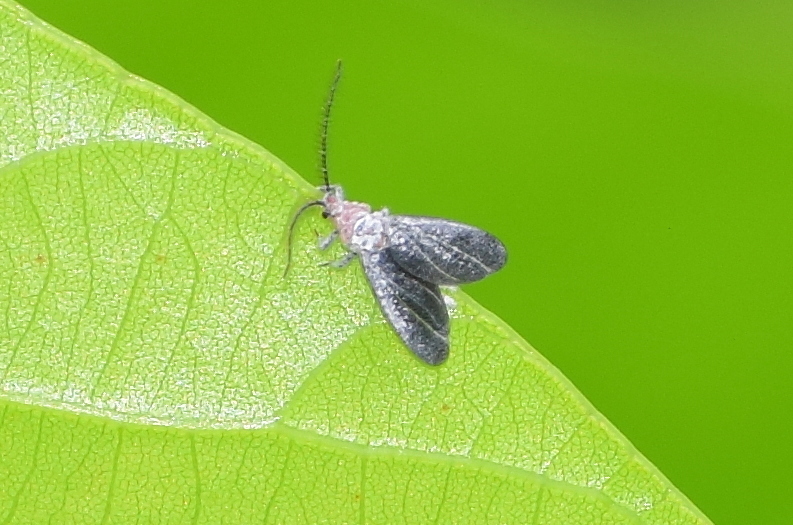 Drosicha mangiferae