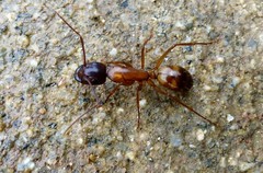 Camponotus semitestaceus