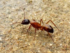 Camponotus semitestaceus