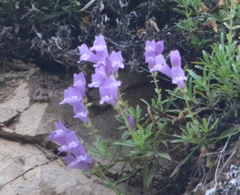 Penstemon fruticosus
