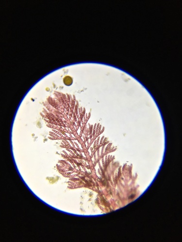 Representative image of Antithamnion