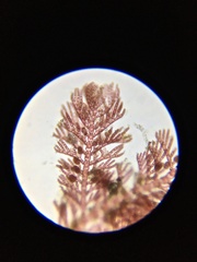 Antithamnion defectum