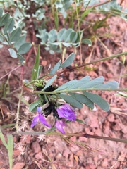 Astragalus iodanthus