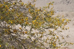 Vachellia macracantha
