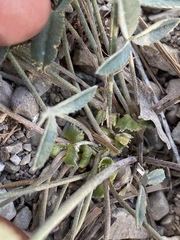 Trifolium gymnocarpon