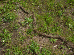 Scalopinae