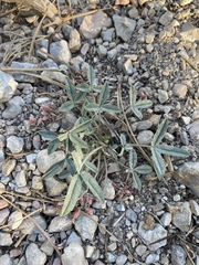 Trifolium gymnocarpon