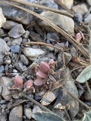 Trifolium gymnocarpon