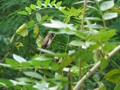 Lonchura leucogastroides