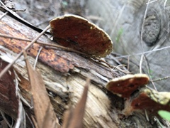 Polyporales