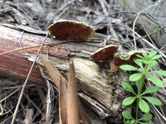 Polyporales