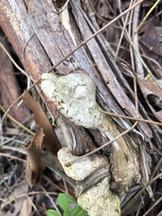 Polyporales