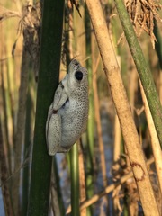Hyperolius parallelus