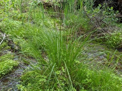 Carex prairea