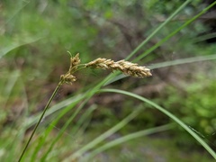 Carex prairea