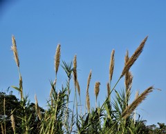 Arundo donax versicolor