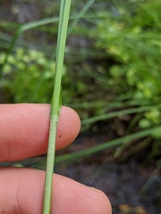 Carex prairea