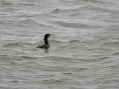 Nannopterum brasilianum