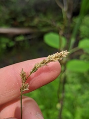 Carex prairea