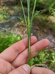 Carex prairea