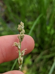 Carex prairea