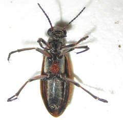 Australytta spilotella