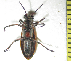 Australytta spilotella