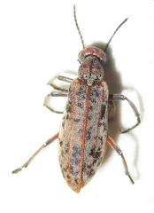 Australytta spilotella