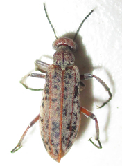 Australytta spilotella