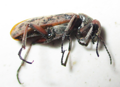 Australytta spilotella