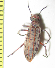 Australytta spilotella