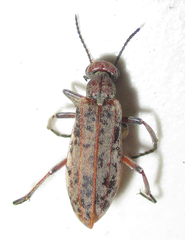 Australytta spilotella