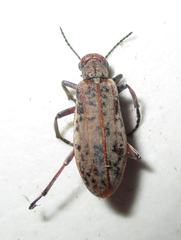 Australytta spilotella