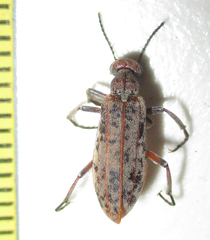 Australytta spilotella